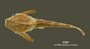 Bunocephalus amaurus FMNH 53121 holo d